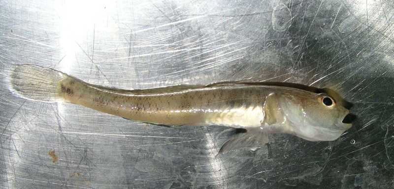 Pomatoschistus minutus. Wikimedia Commons
